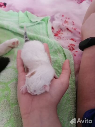 Котятки в добрые руки