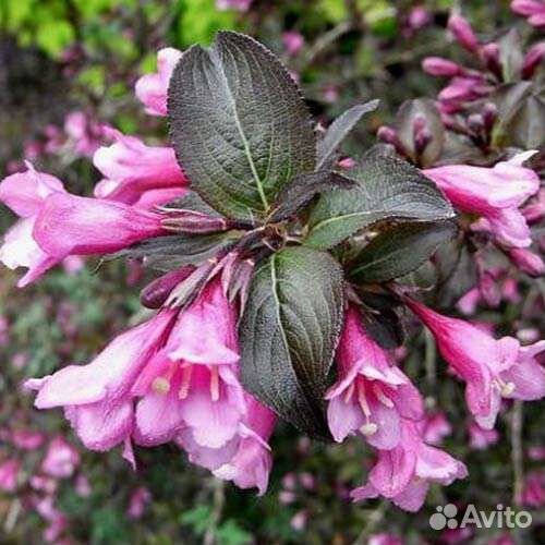 Кустики Вейгелы Нана Пурпуреа