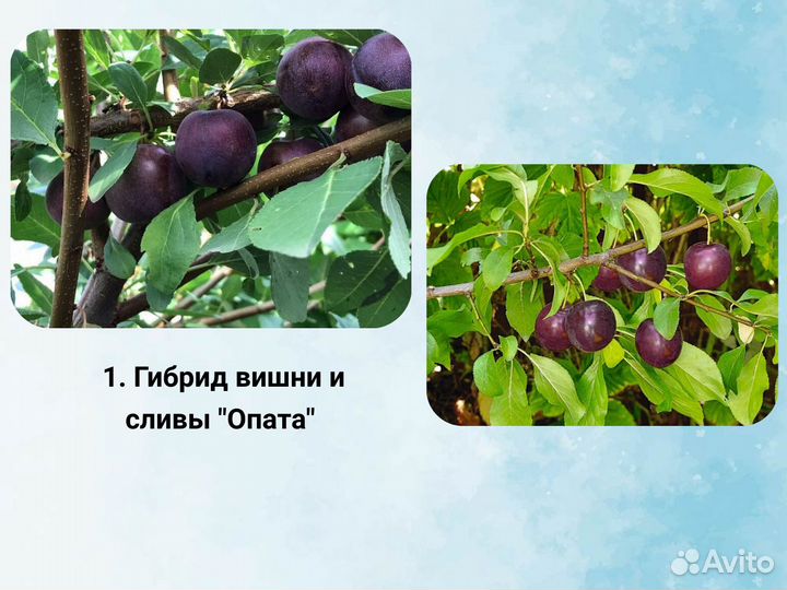 Гибрид вишня со сливой