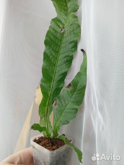 Асплениум крокодил