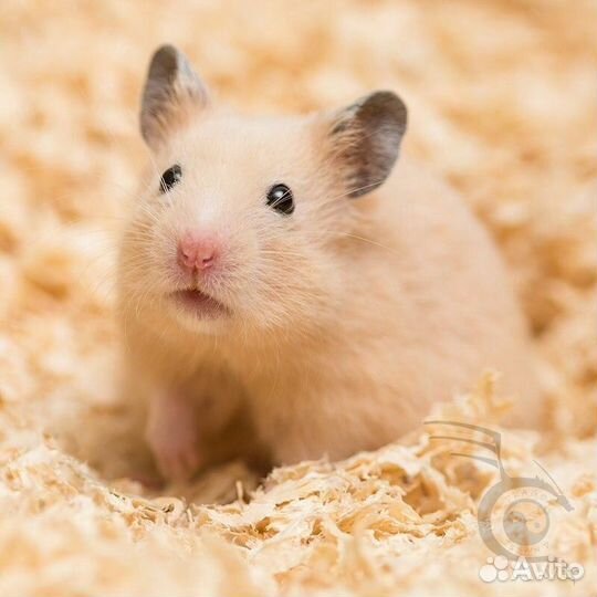 Сирийский хомяк