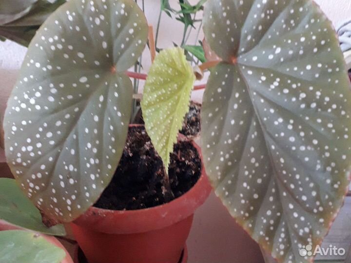 Цветы для дома и офиса