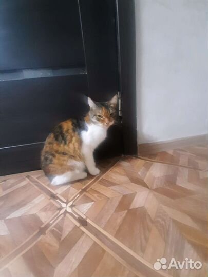 Кошки в добрые руки