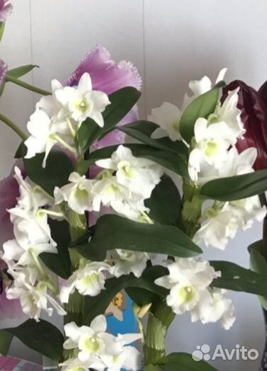 Орхидея дендробиум нобиле