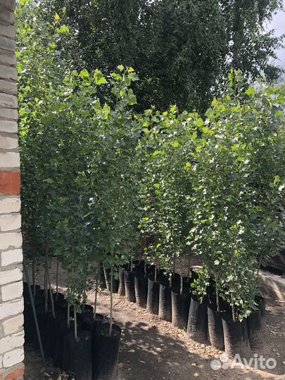 Тополь пирамидальный