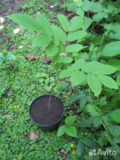 Орех маньчжурский