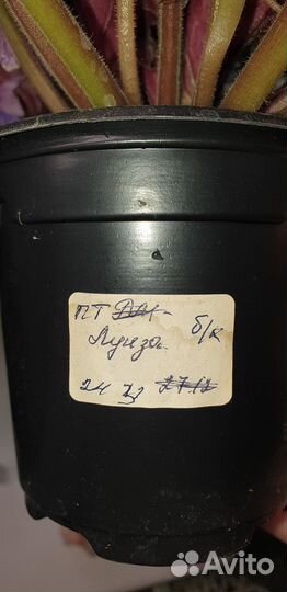 Фиалка, сорт Луиза