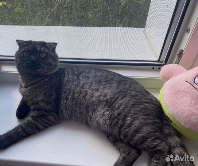 Шотландская вислоухая, кот