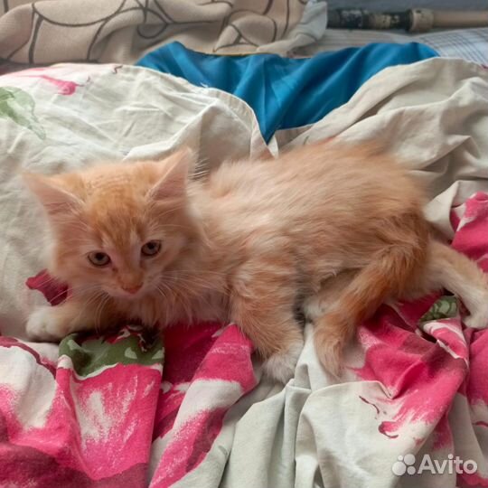 Отдам в добрые руки