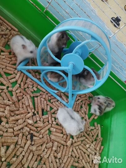 Джунгарский хомяк