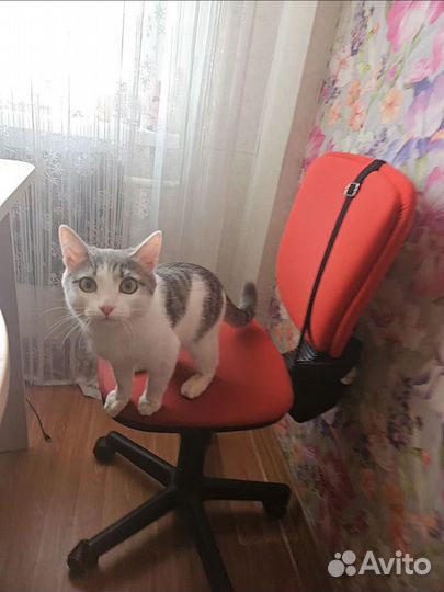 Кот