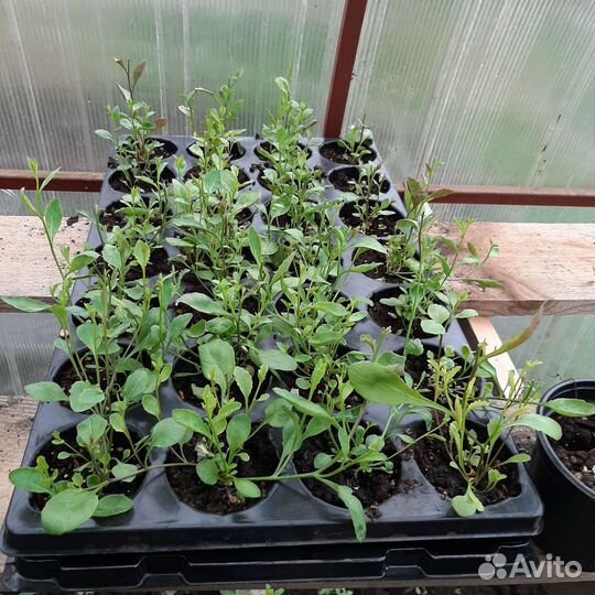 Рассада цветов петуньи и лобелии