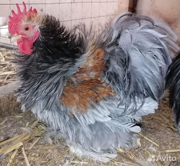 Цыплята Мини Кохинхин