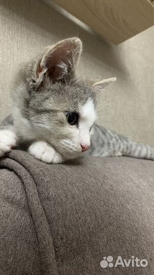 Котик 3 месяца