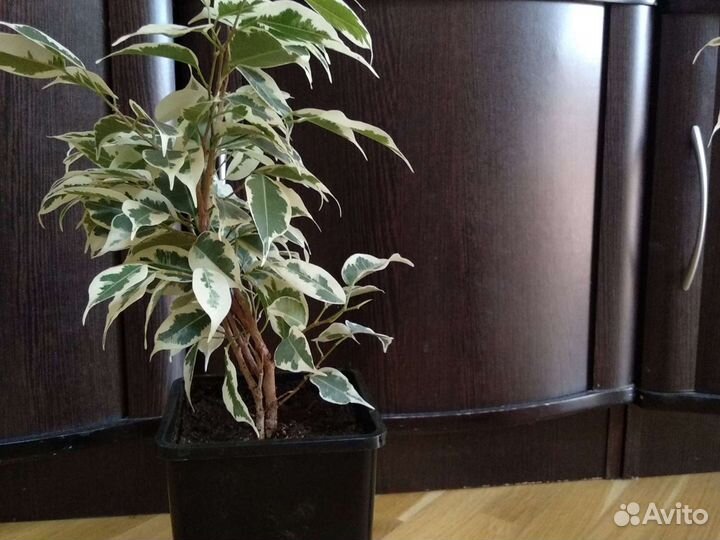 Фикус бенджамина пестролистный