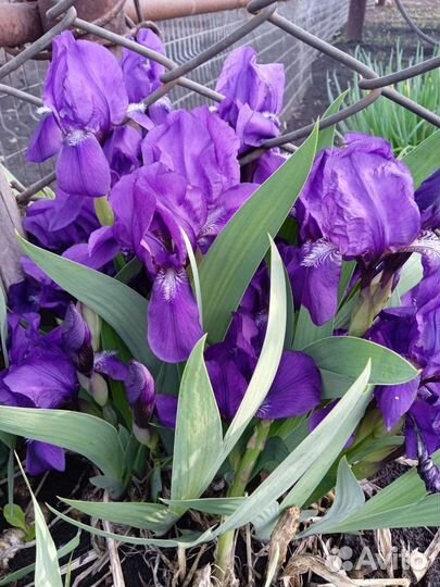 Многолетние невысокие цветы для сада