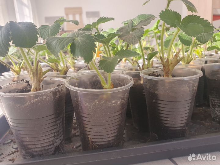 Рассада клубники