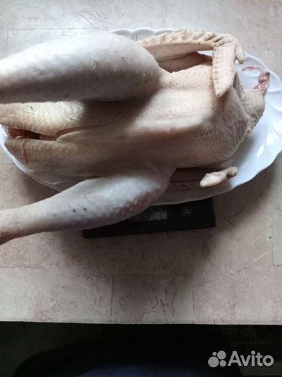 Продаю мясо домашних кур