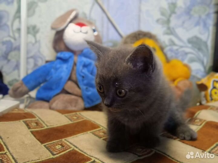 Кошка в дар бесплатно