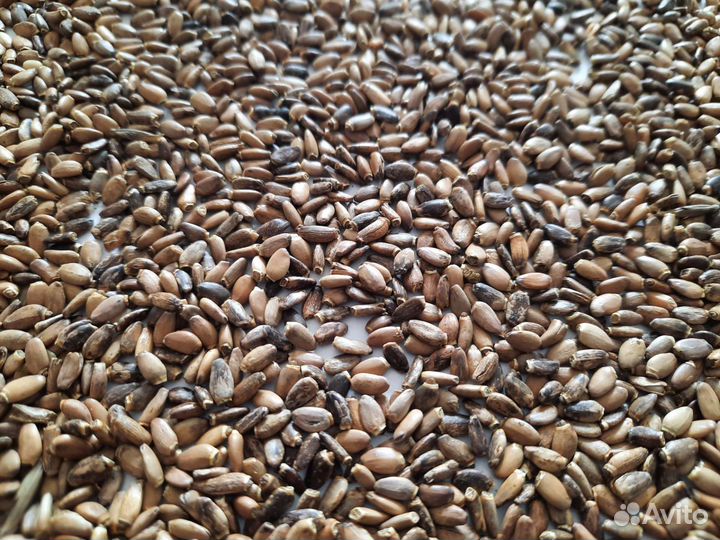 Расторопша Семена расторопши