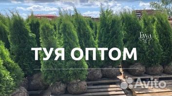 Туя западная оптом