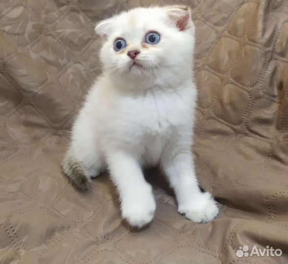 Шотландский вислоухий котенок