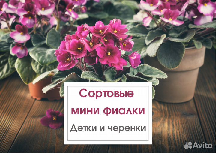 Сортовые фиалки