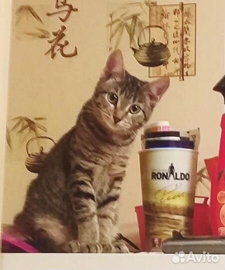 Домашняя передержка кошек