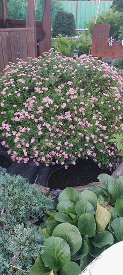 Дача 175 м² на участке 5 сот.