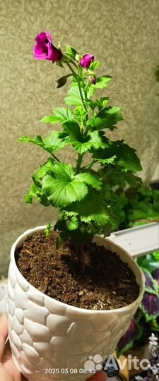 Королевская пеларгония