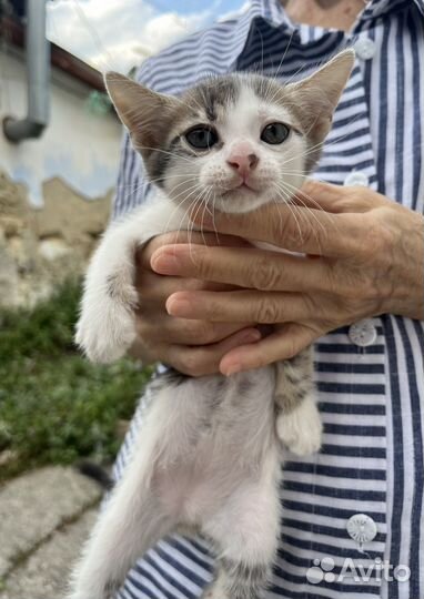 Котята бесплатно