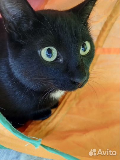 Котик Давид в добрые ручки