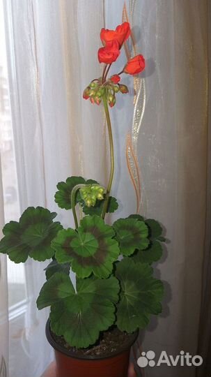 Пеларгония герань алая молодая