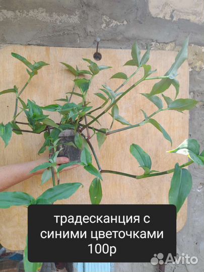 Традесканции разные