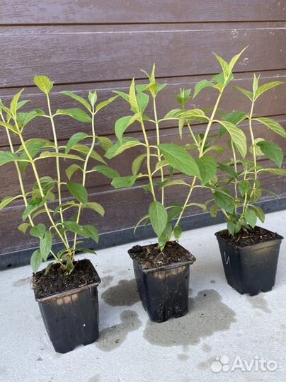 Гортензия Ванилла Фрейз