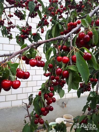 Саженцы плодовые крупномеры