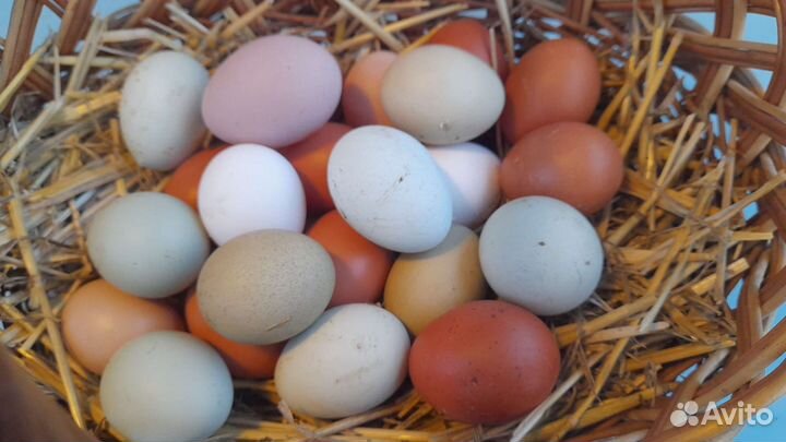 Инкубационное Яйцо