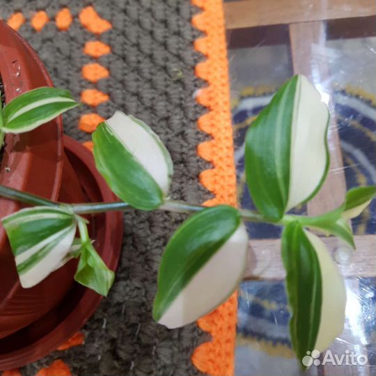 Традесканция белая