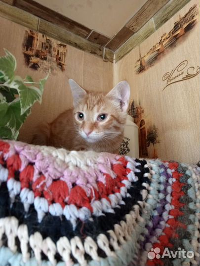 Подростки котята в дар