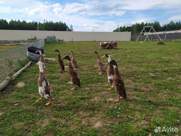 Индийские бегунки - мальчишки (селезни)