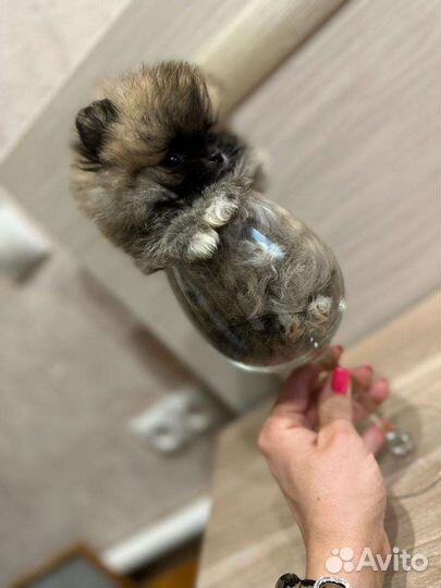 Померанский шпиц мини, микро