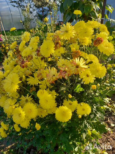 Многолетние садовые цветы