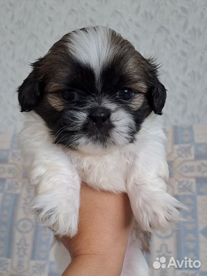 Ши-тцу щенки