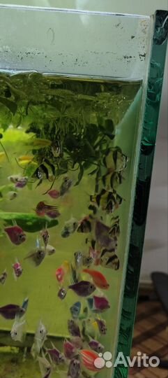 Данио собственного разведения