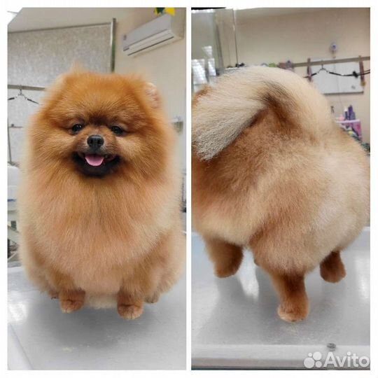 Стрижка собак и кошек