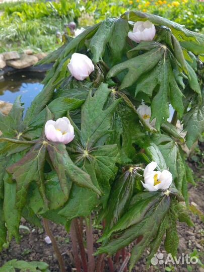 Подофиллум (ноголист), Агапантус белый