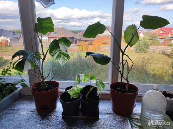 Монстера вариегатная