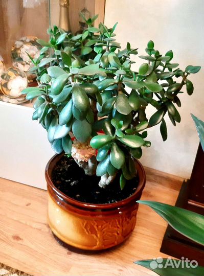 Крассула толстянка денежное