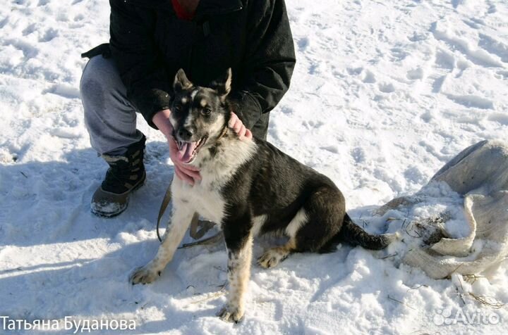 Лапочка-собачка ждёт заботливого хозяина)