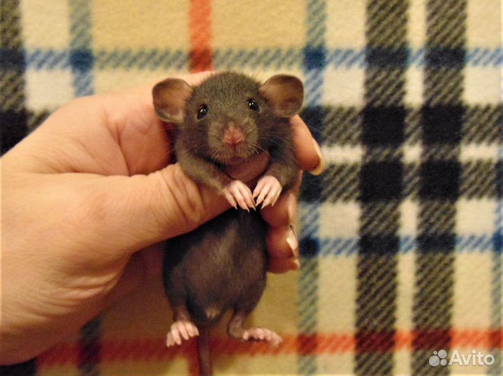 Дамбо - крысята малыши питомник, клетки